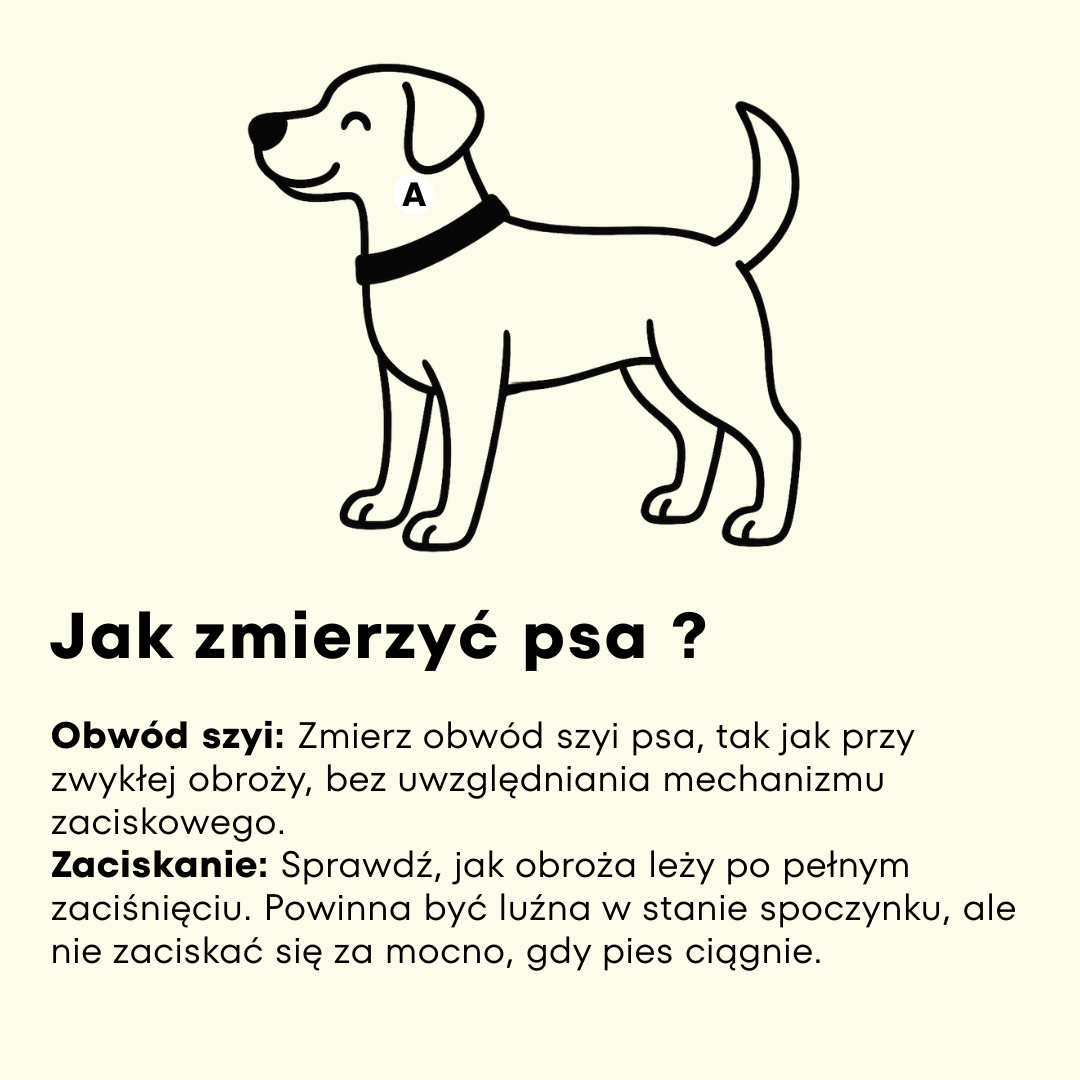 Jak zmierzyć psa do obroży półzaciskowej – instrukcja pomiaru
